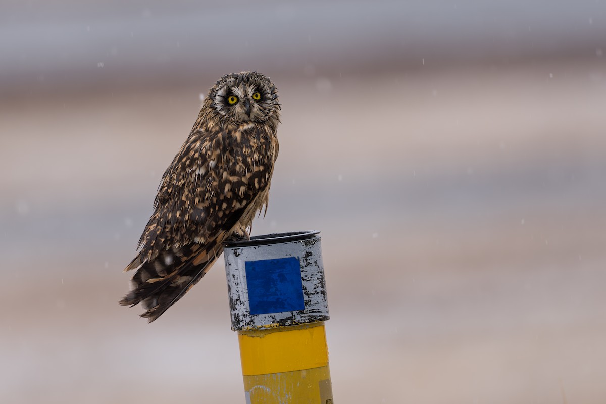 Short-eared Owl - ML645956225