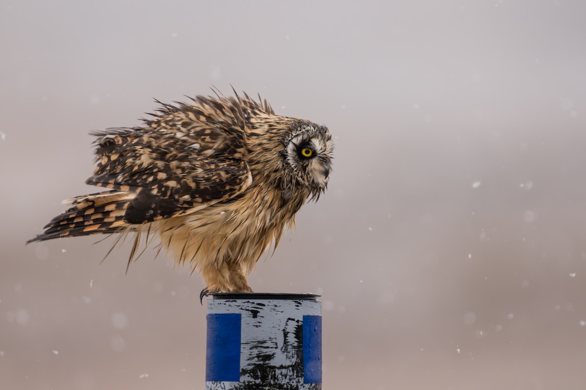 Zingira-hontza - ML645956226