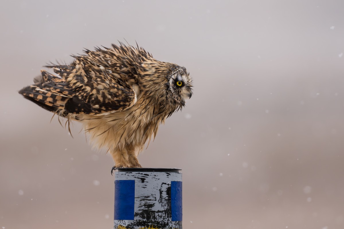 Zingira-hontza - ML645956227