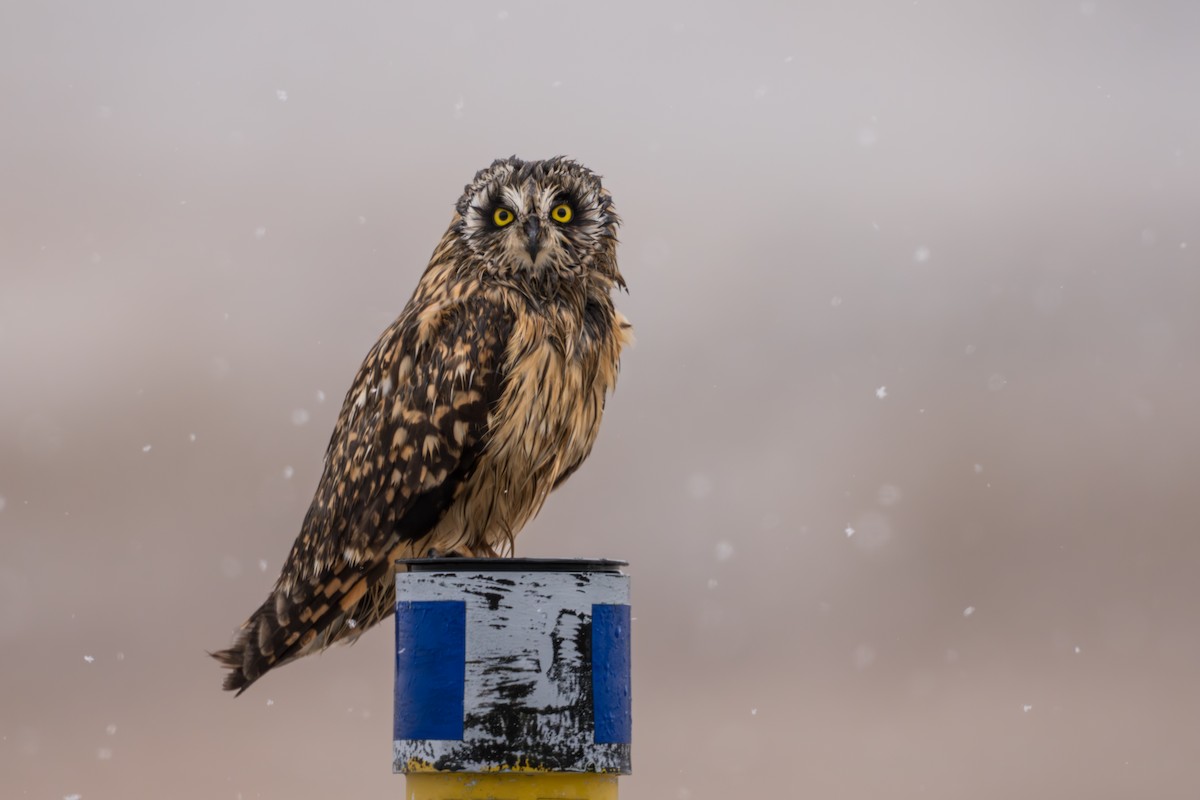 Zingira-hontza - ML645956228