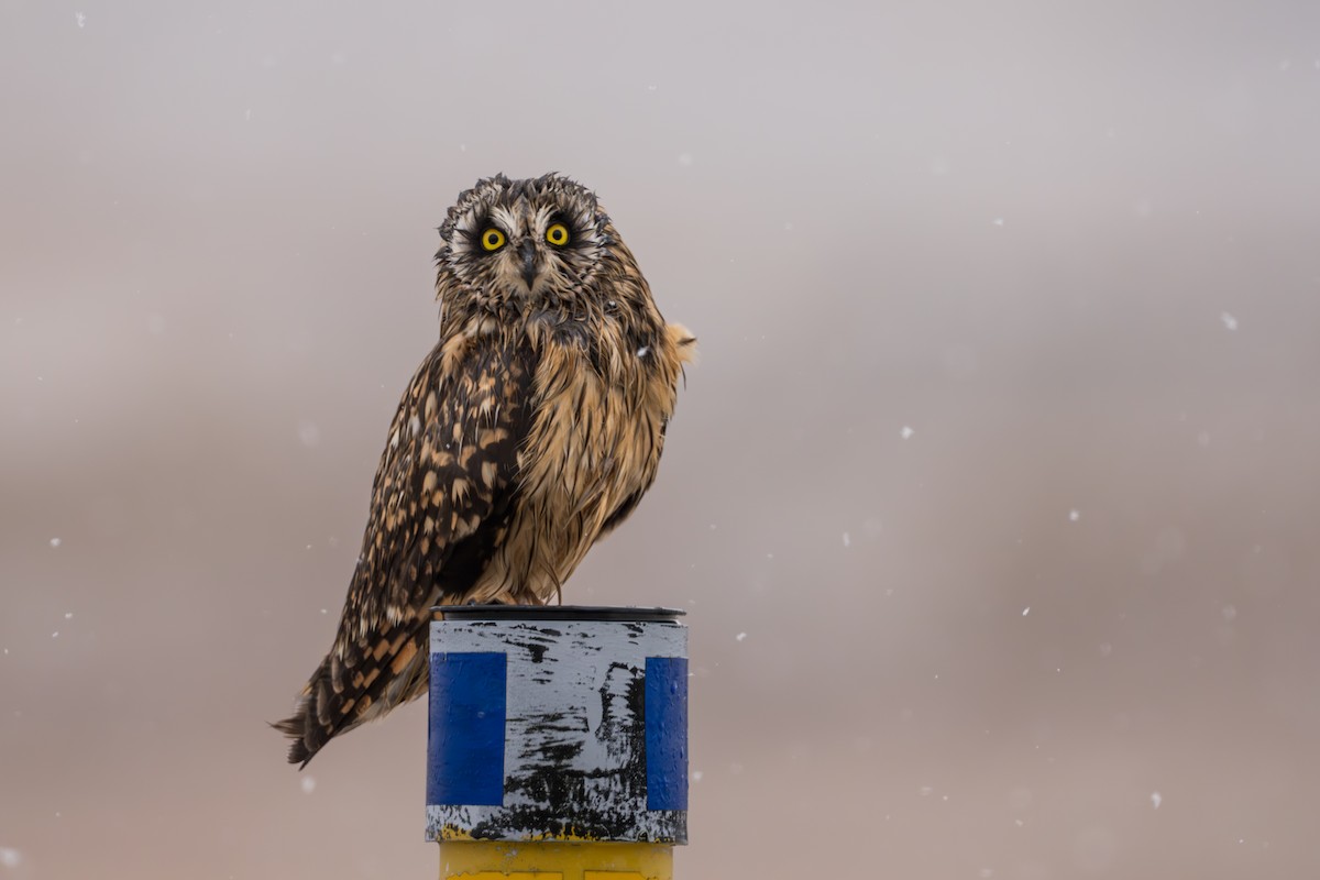 Zingira-hontza - ML645956229