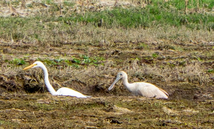Roseate Spoonbill - ML645956230