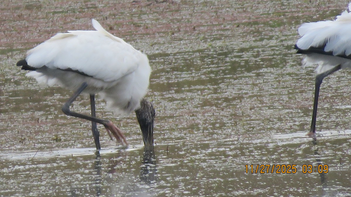 Wood Stork - ML645956234