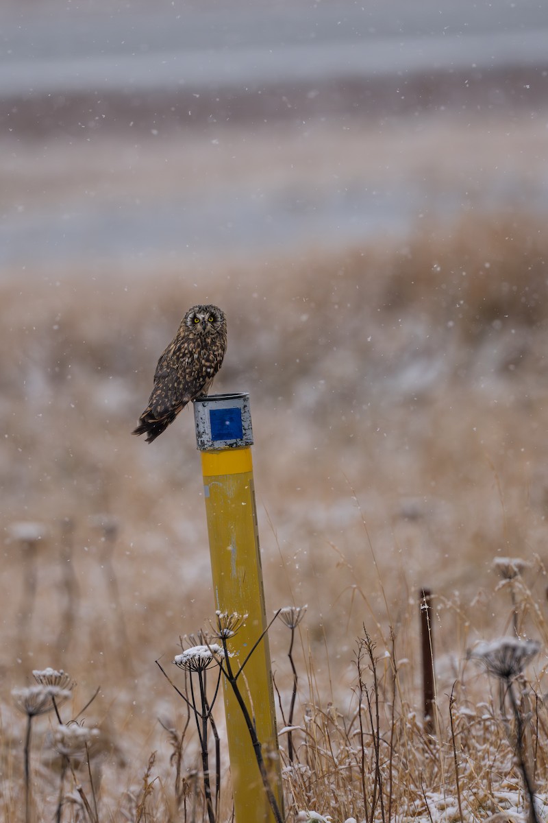 Zingira-hontza - ML645956235