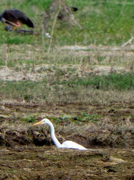 Great Egret - ML645956236