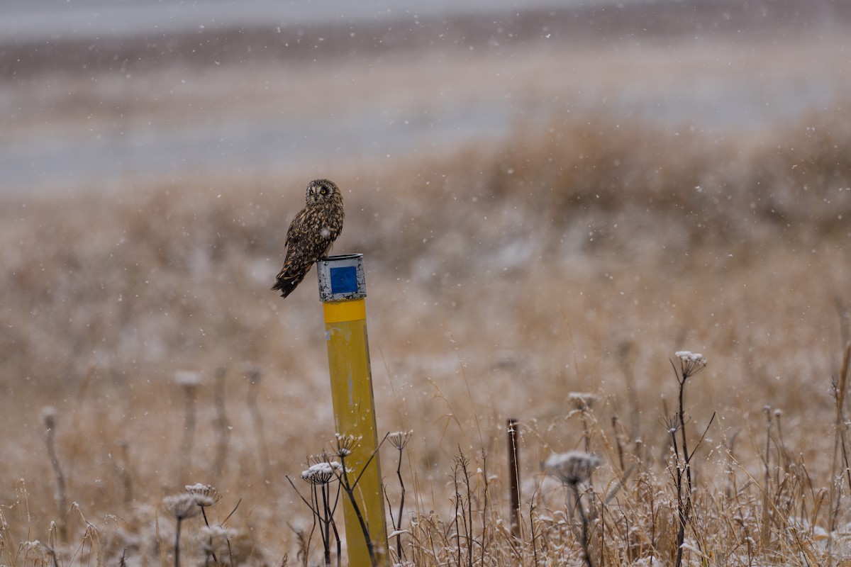 Zingira-hontza - ML645956237