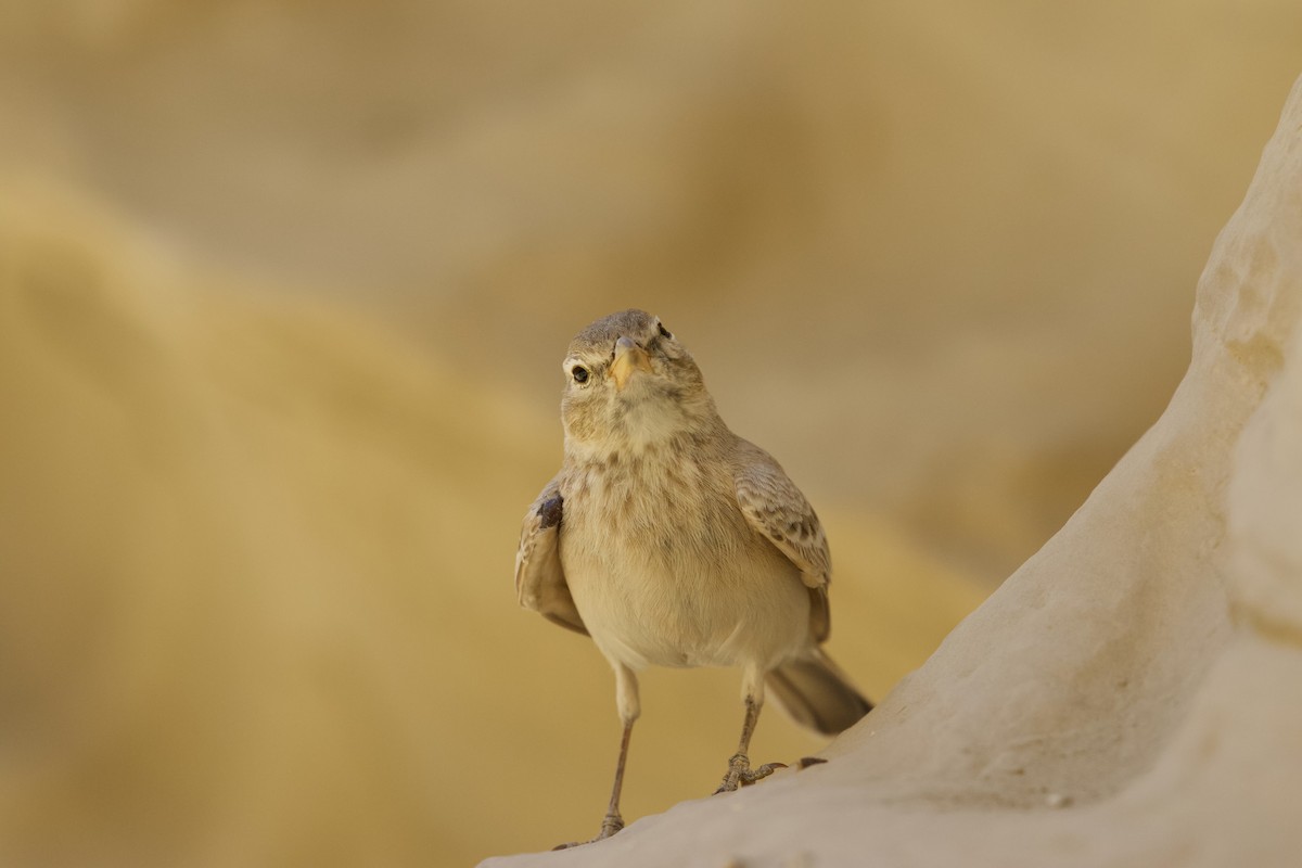 עפרוני מדבר - ML645956240