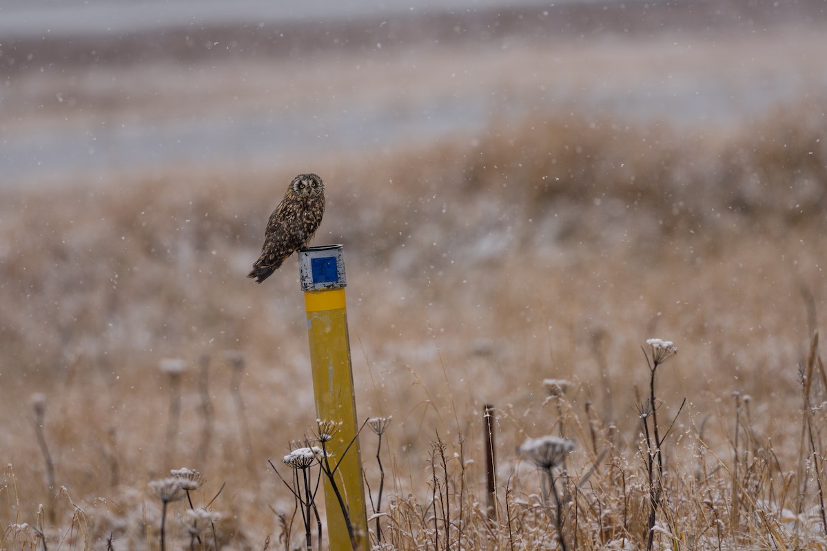 Zingira-hontza - ML645956243