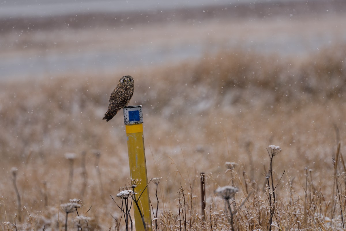 Zingira-hontza - ML645956245