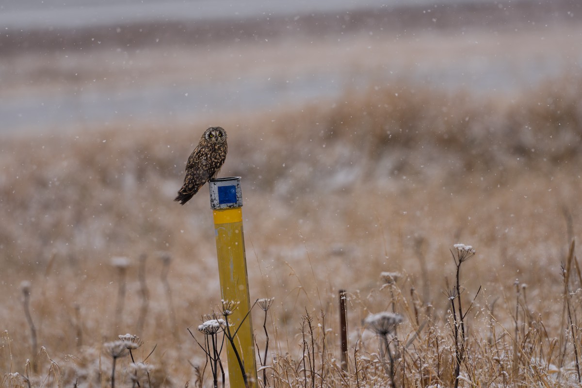 Zingira-hontza - ML645956246