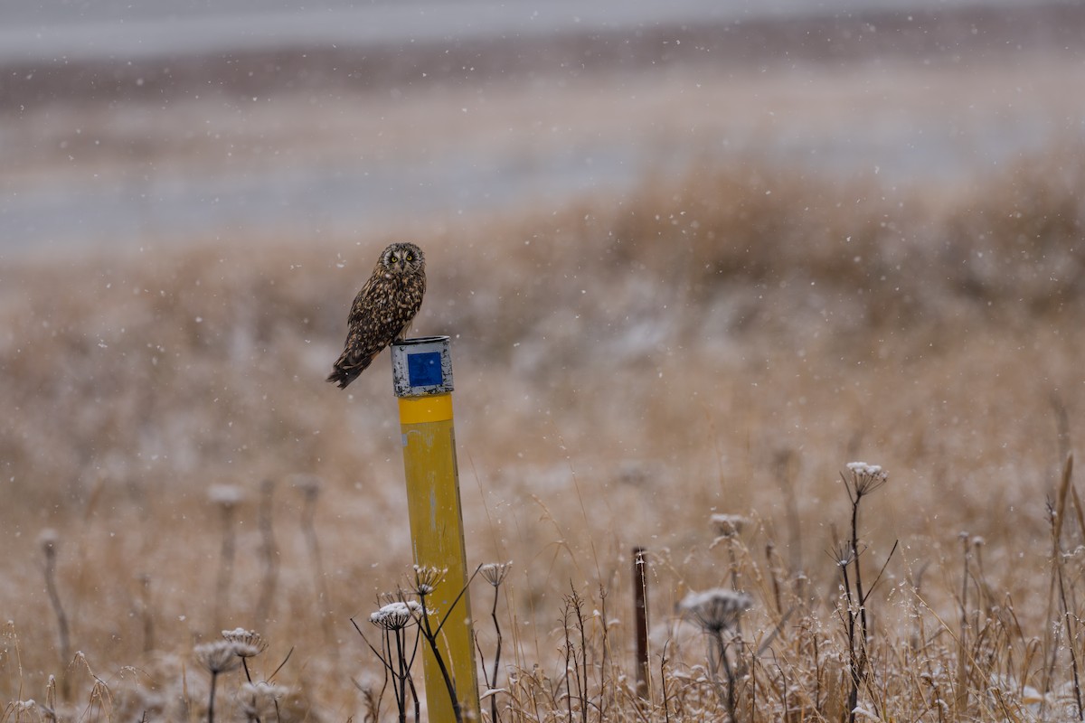 Zingira-hontza - ML645956247