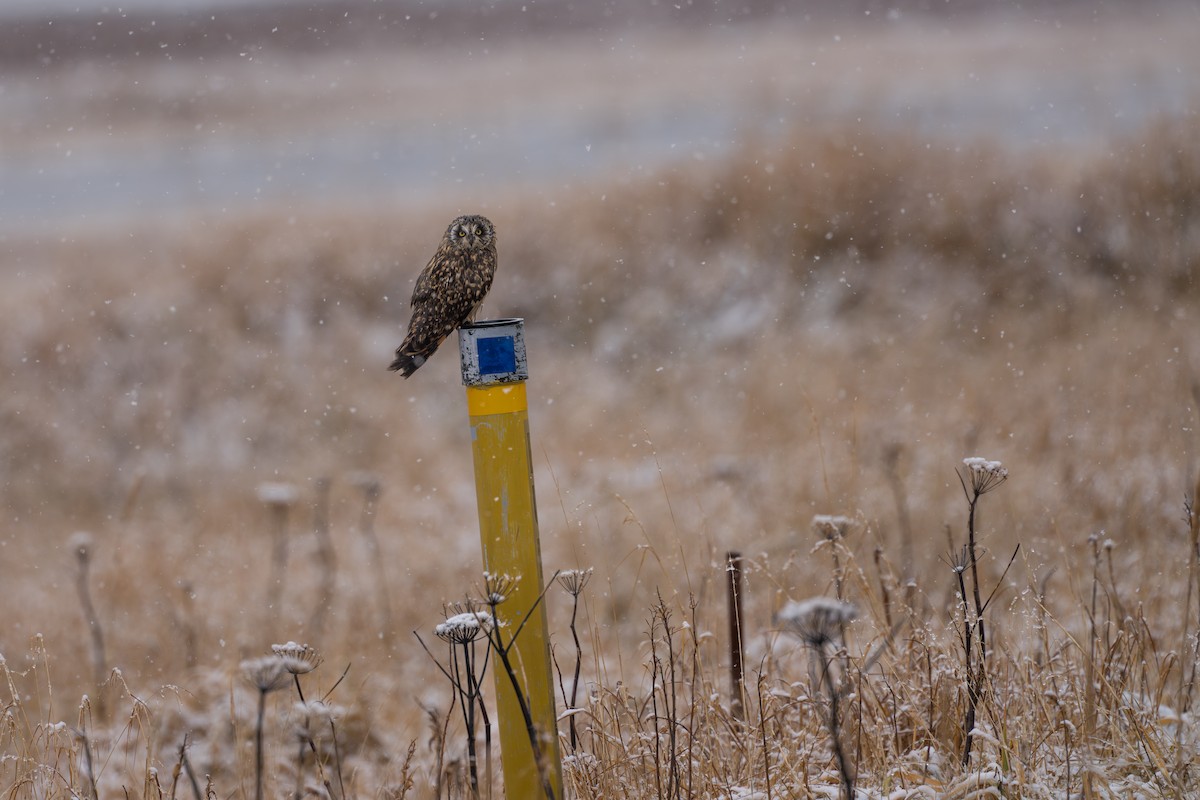 Zingira-hontza - ML645956248