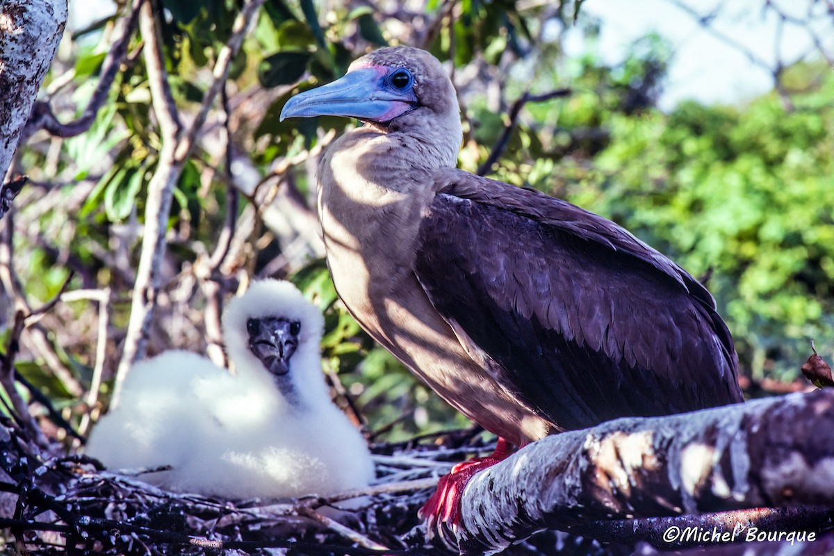紅腳鰹鳥(websteri) - ML645956251