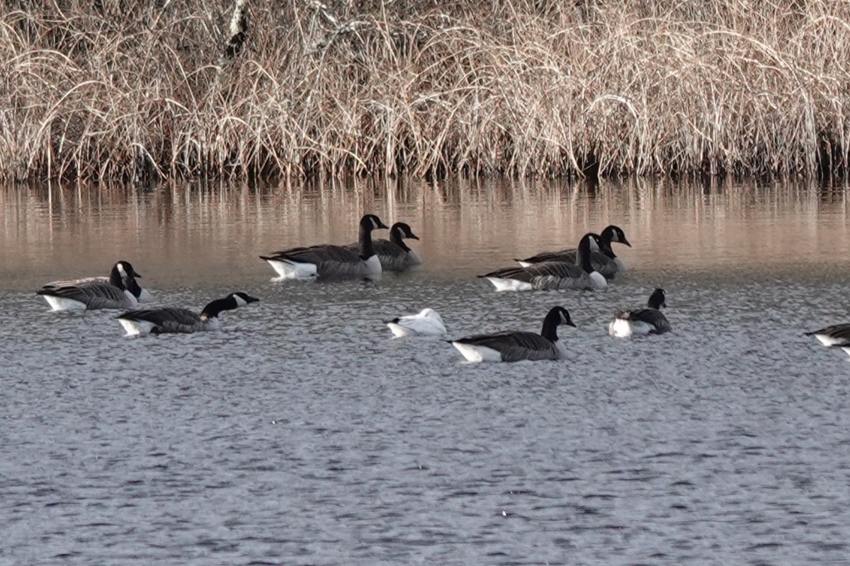 Ross's Goose - ML645956262