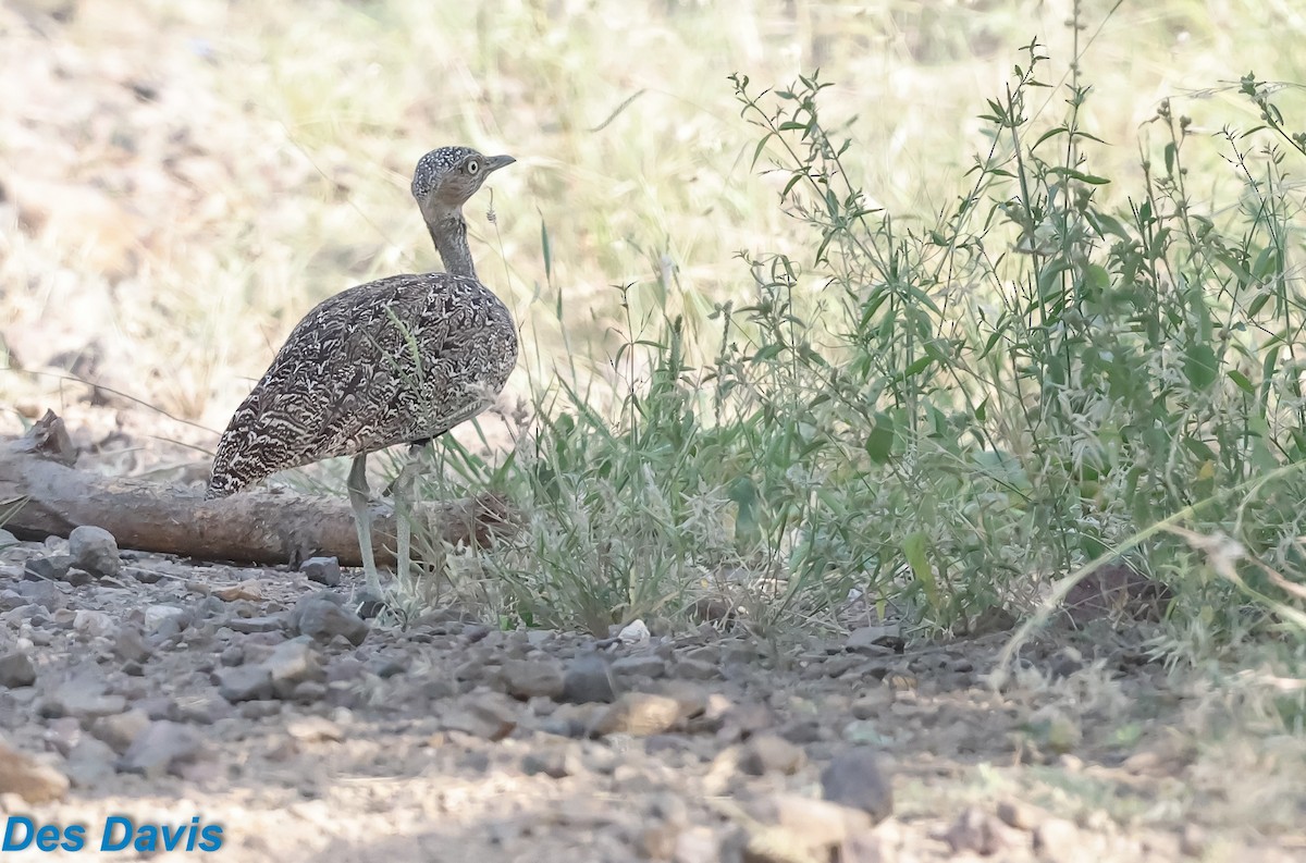Buff-crested Bustard - ML645956270
