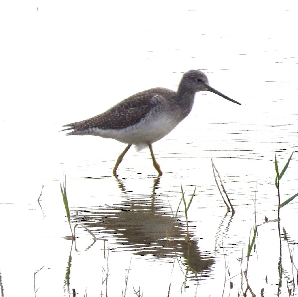 Greater Yellowlegs - ML645956276