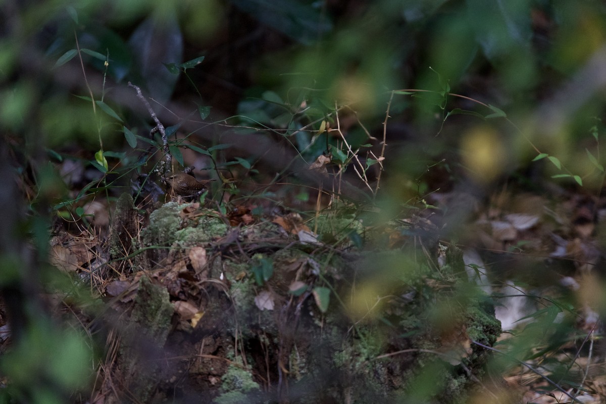 Winter Wren - ML645956285