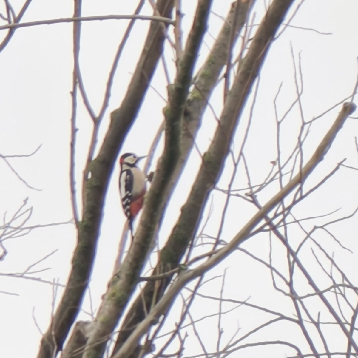 Алаг тоншуул - ML645956289