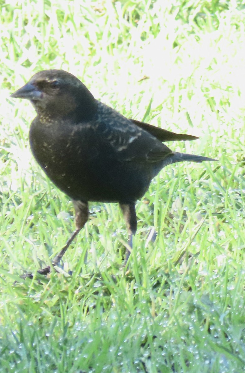 blackbird sp. - ML645956291