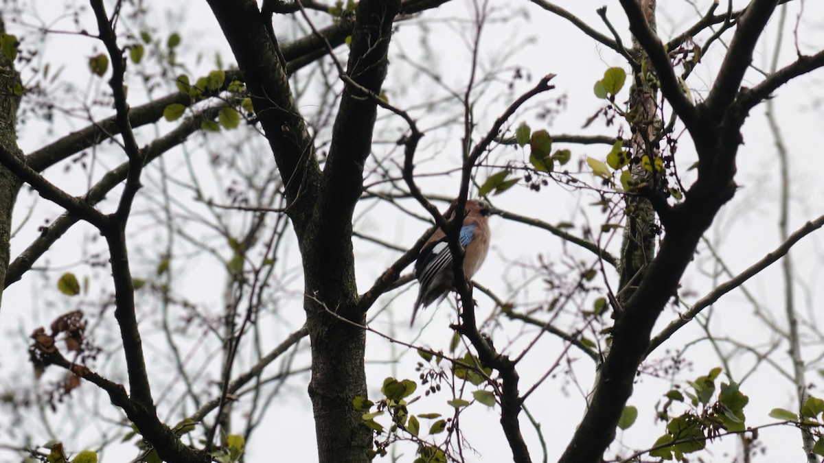 Ятга шаазгай - ML645956296