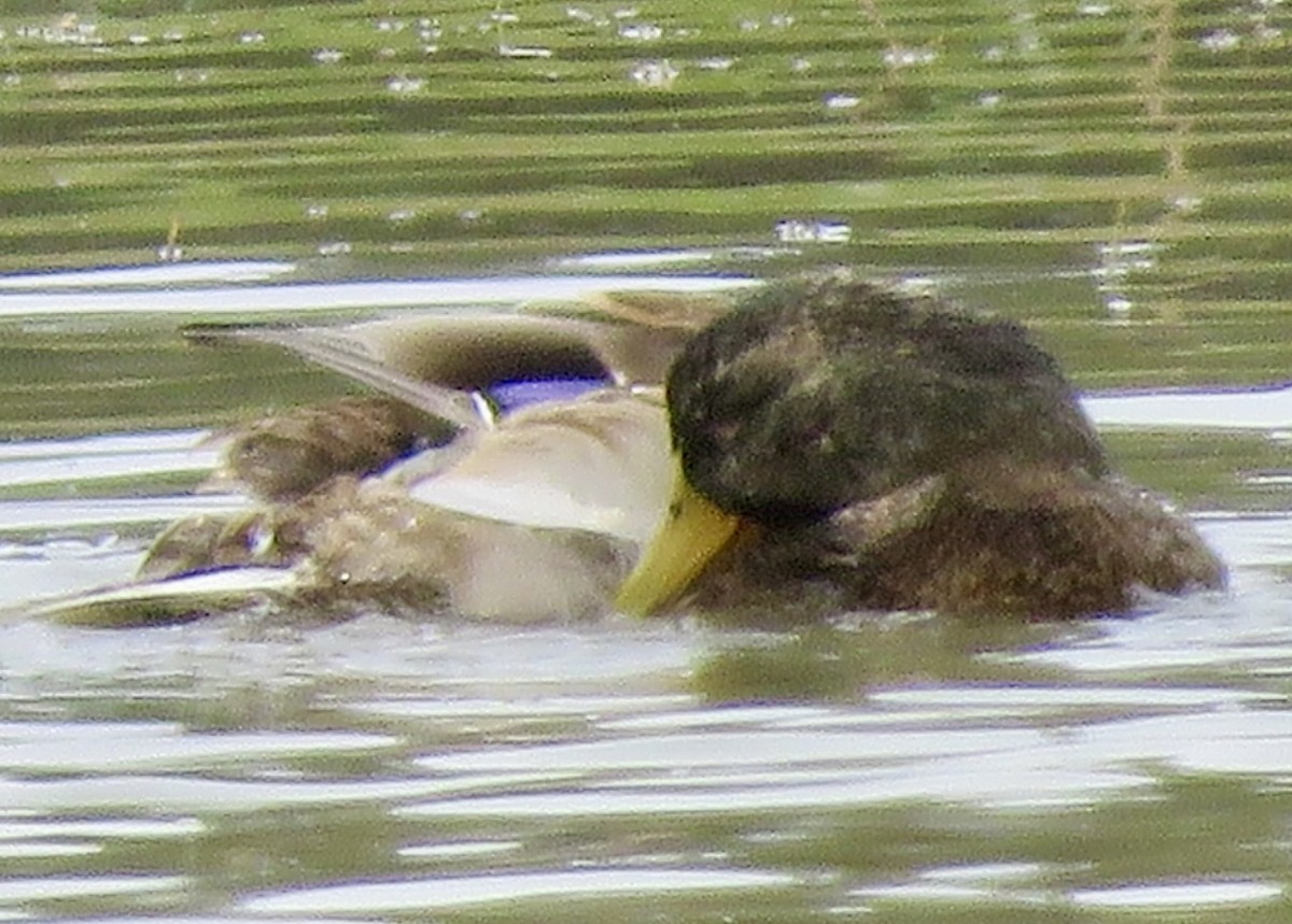 雑種 マガモ ｘ マダラガモ - ML645956314