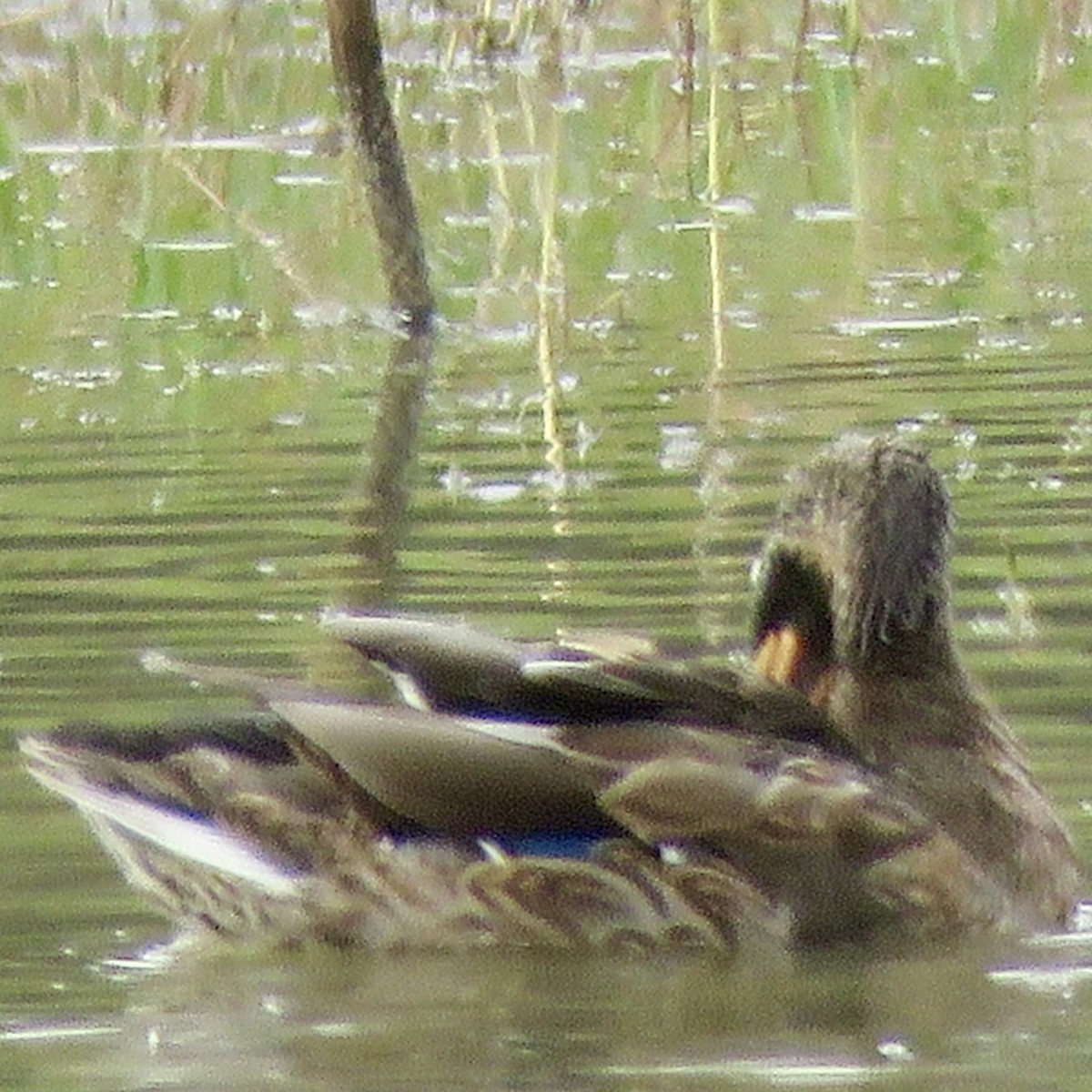 雑種 マガモ ｘ マダラガモ - ML645956315