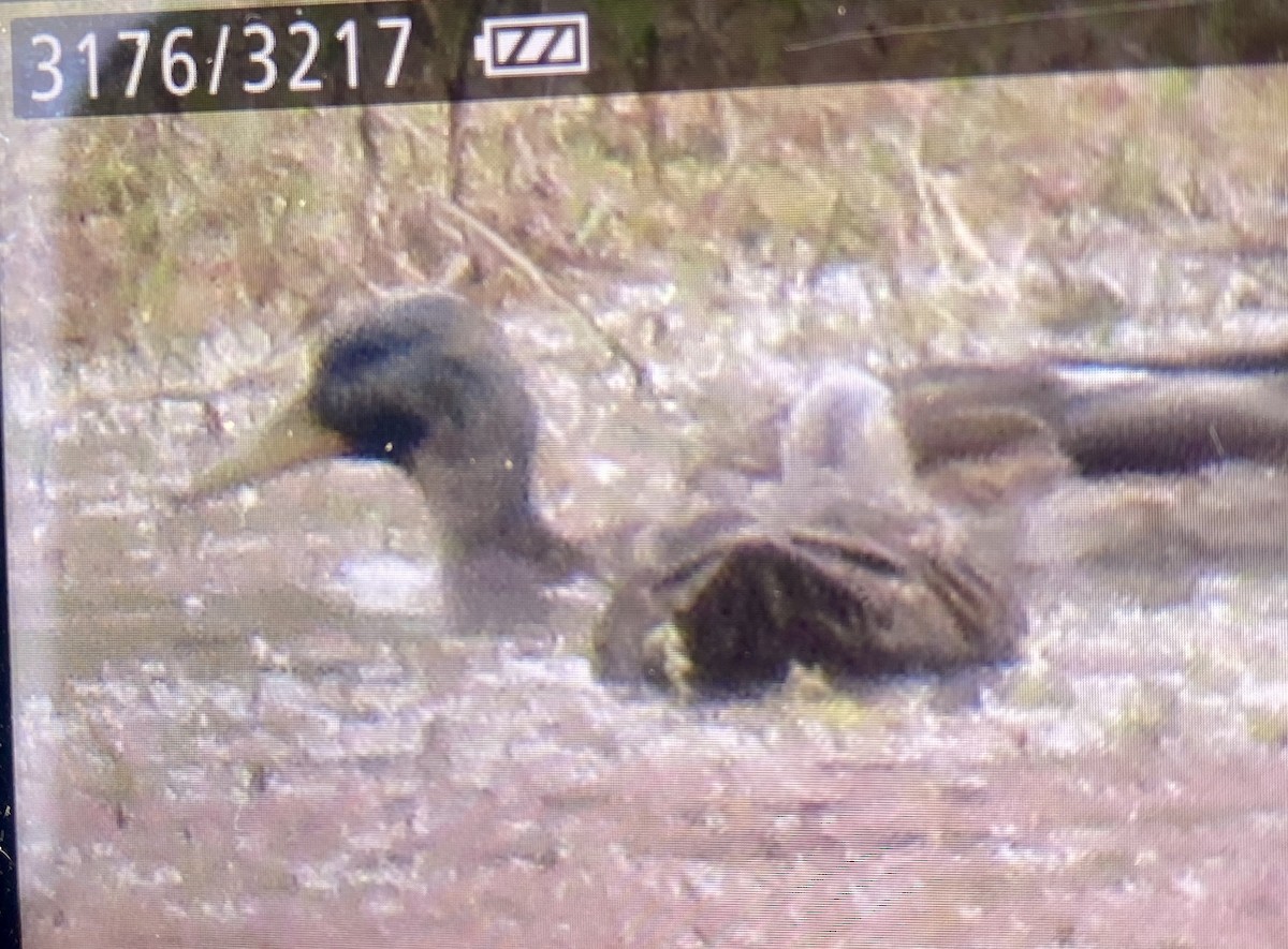 雑種 マガモ ｘ マダラガモ - ML645956316