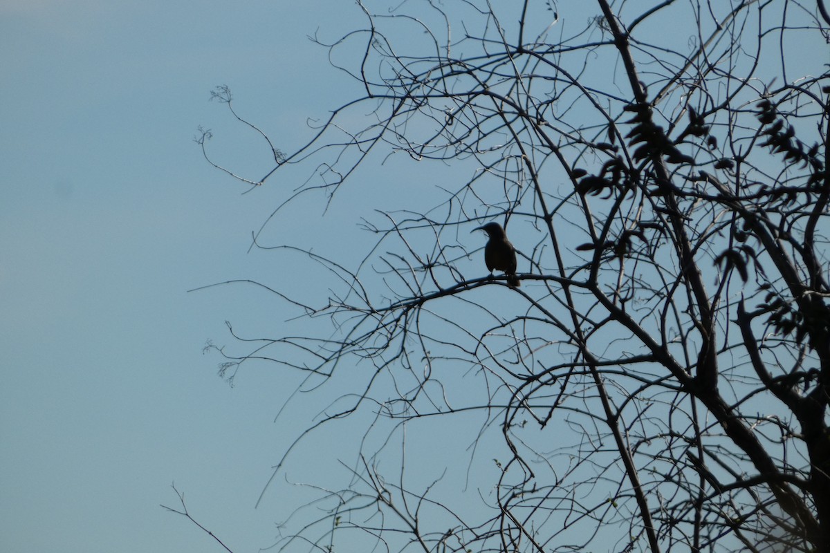 California Thrasher - ML645956319