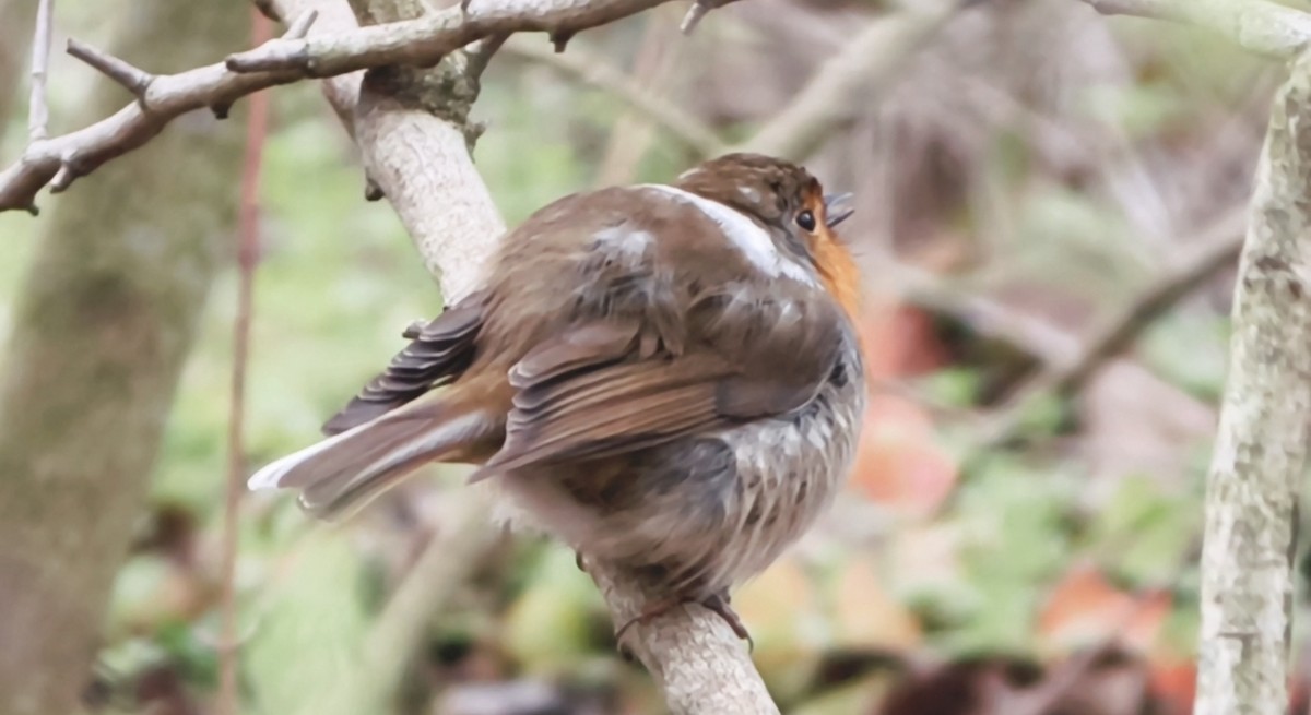 Өрнийн зээрд омруут - ML645956321