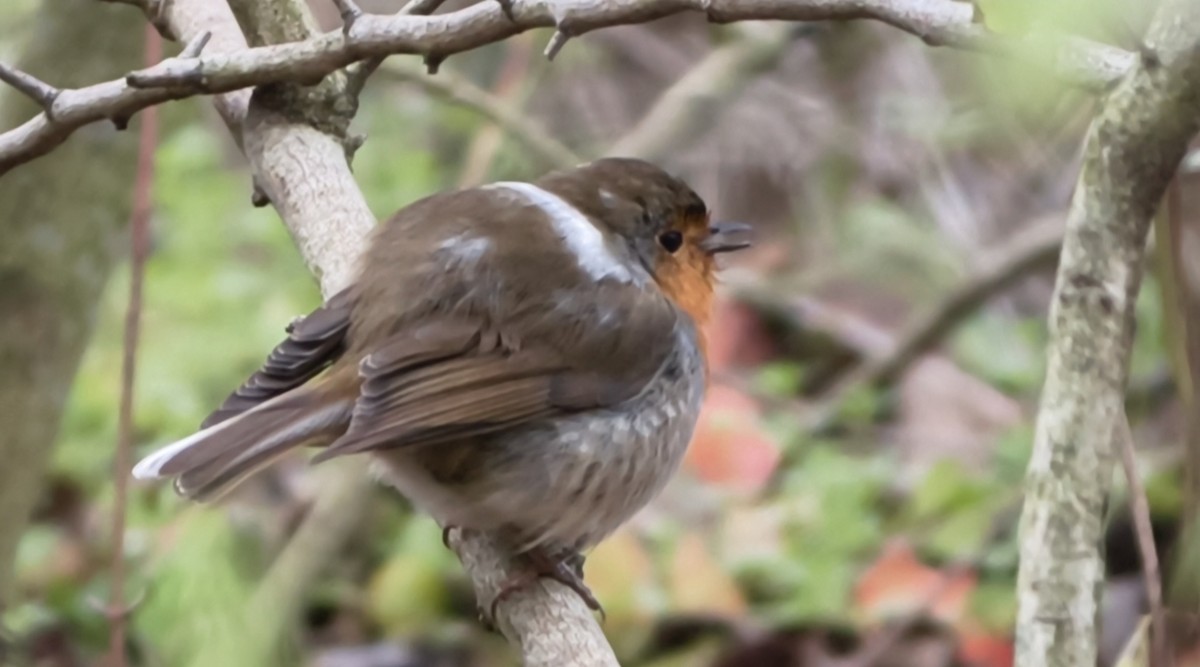 Өрнийн зээрд омруут - ML645956322