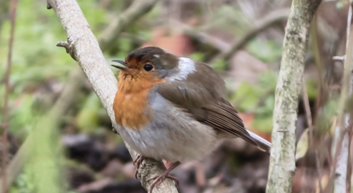 Өрнийн зээрд омруут - ML645956323