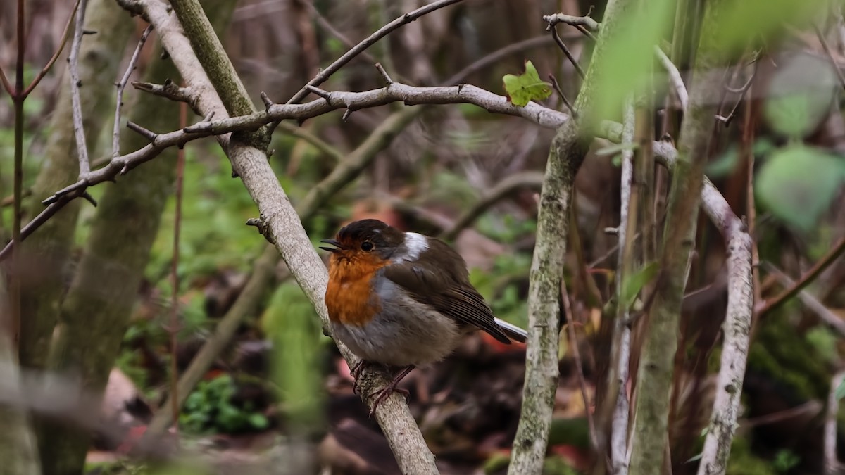 Өрнийн зээрд омруут - ML645956324