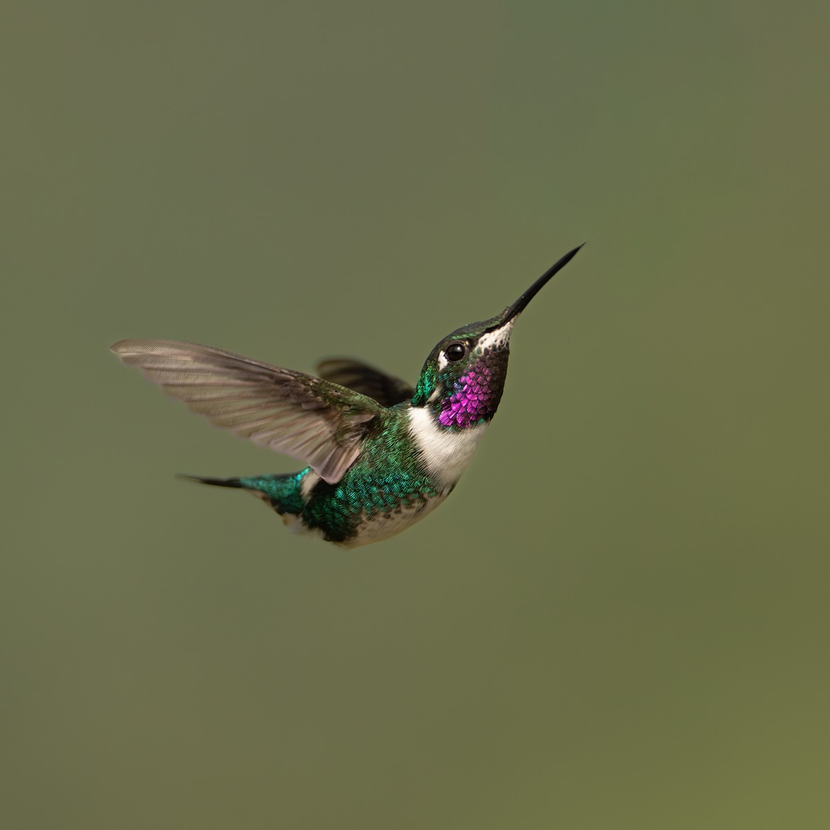 hvitbukkolibri - ML645956327