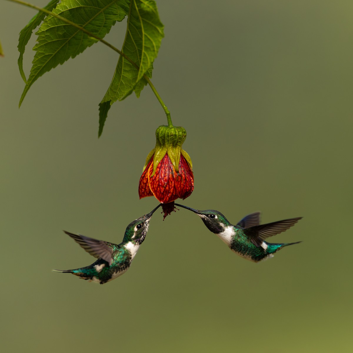 hvitbukkolibri - ML645956328