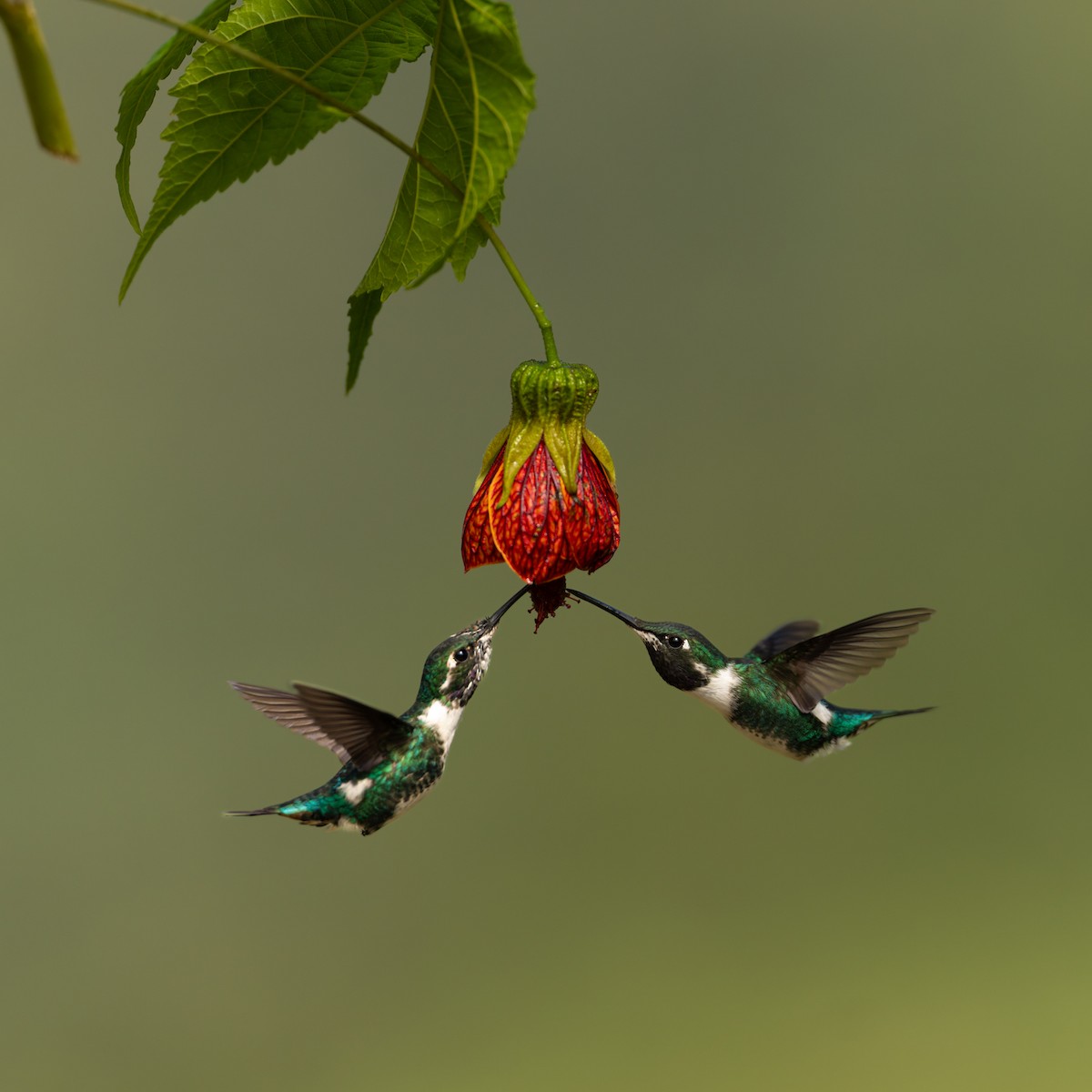 hvitbukkolibri - ML645956329