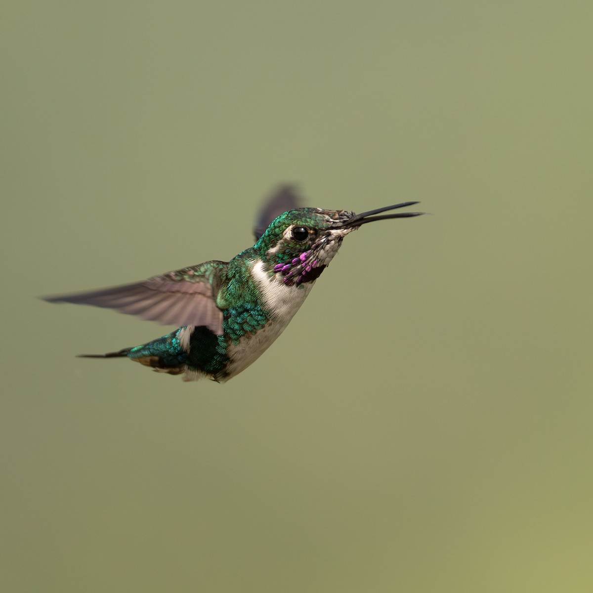 hvitbukkolibri - ML645956330