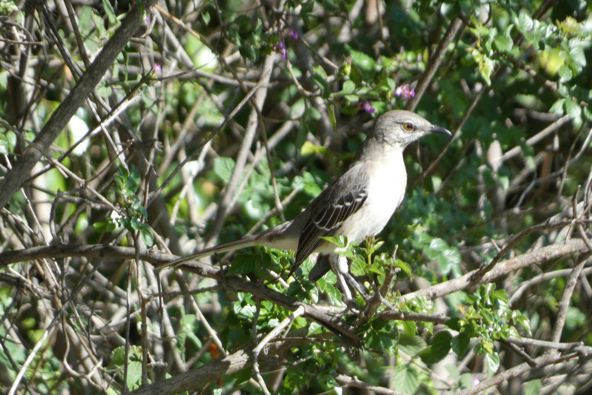 Пересмішник багатоголосий - ML645956331