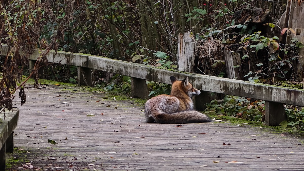 Animals - ML645956340