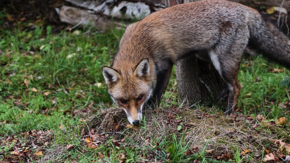 Animals - ML645956341