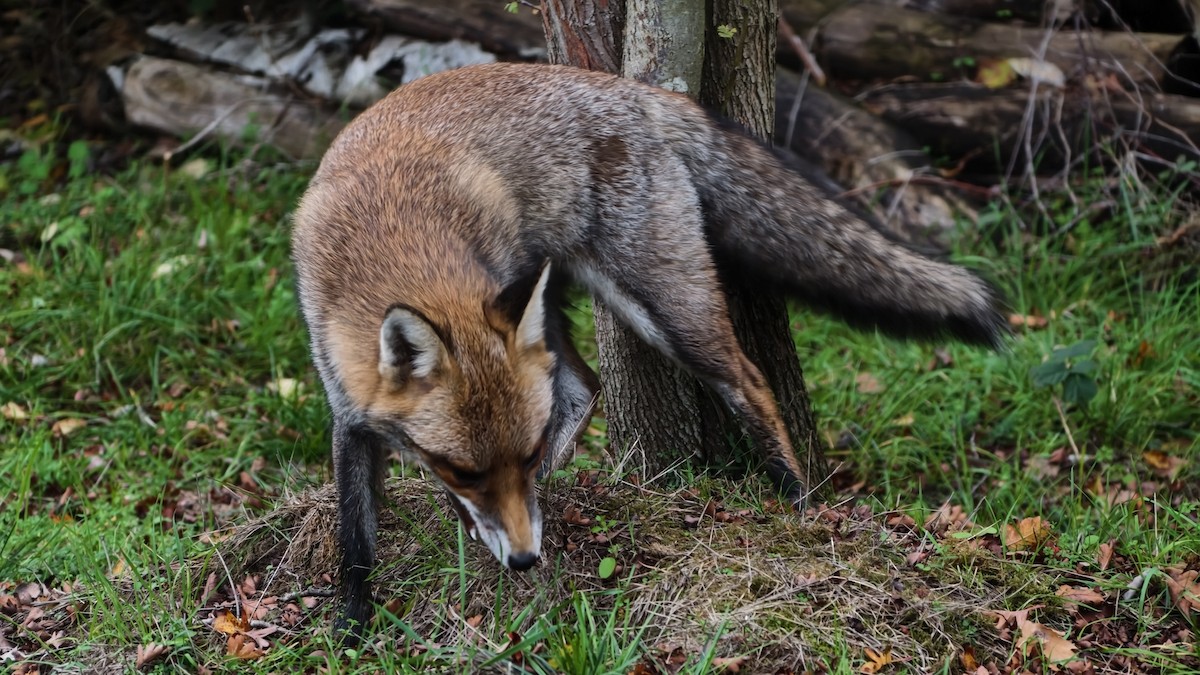 Animals - ML645956342