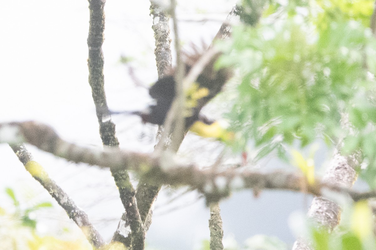 tukan středoamerický - ML645956352