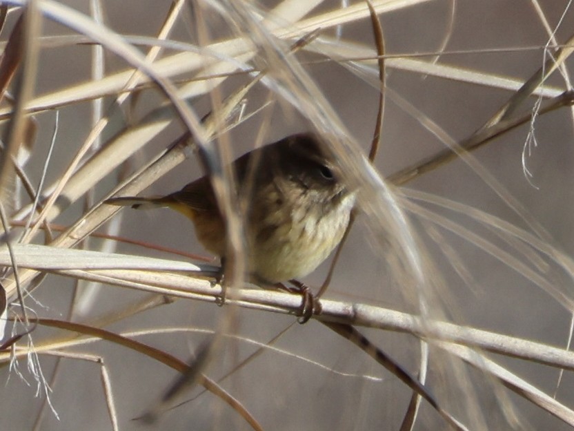 Palm Warbler - ML645956356