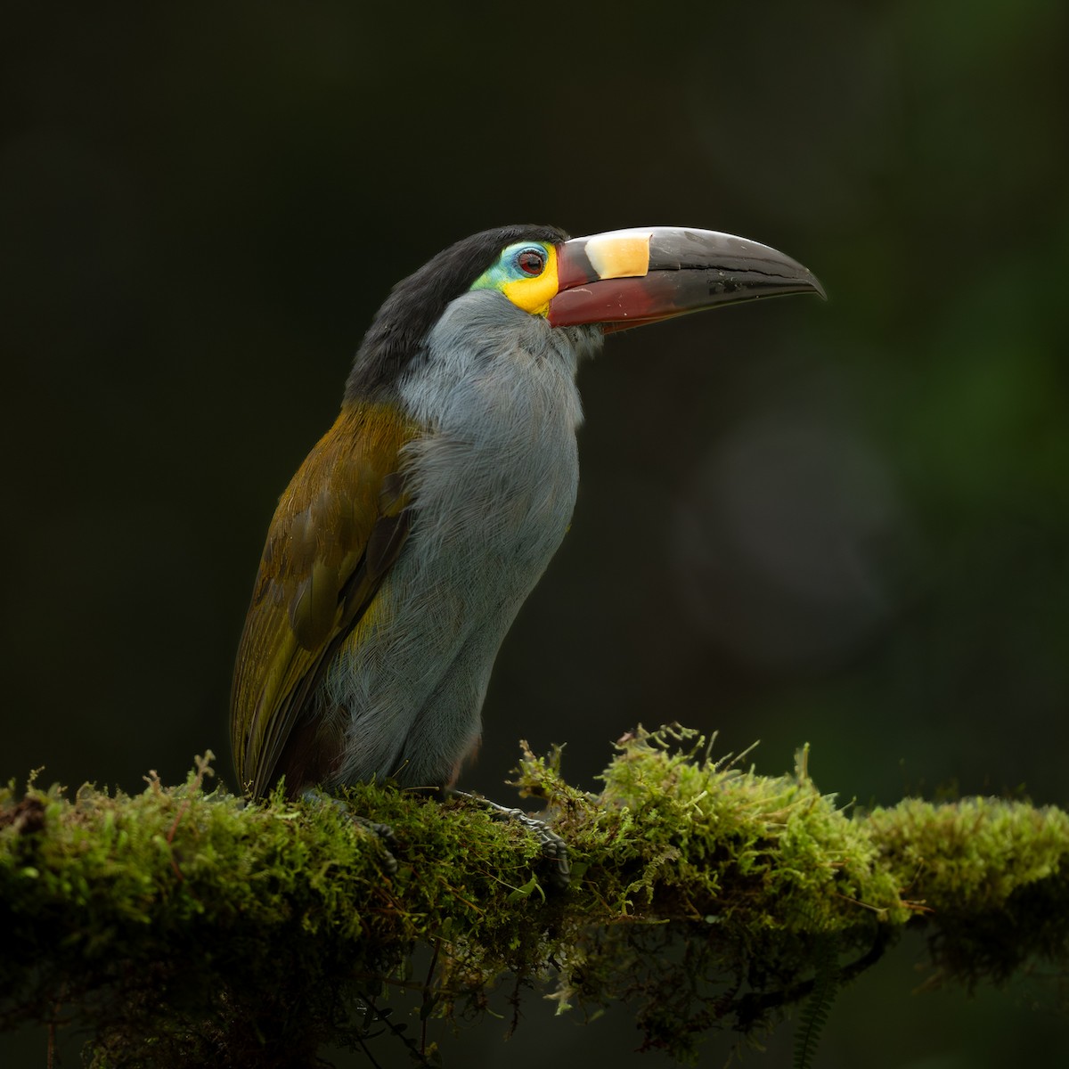 Plate-billed Mountain-Toucan - ML645956364