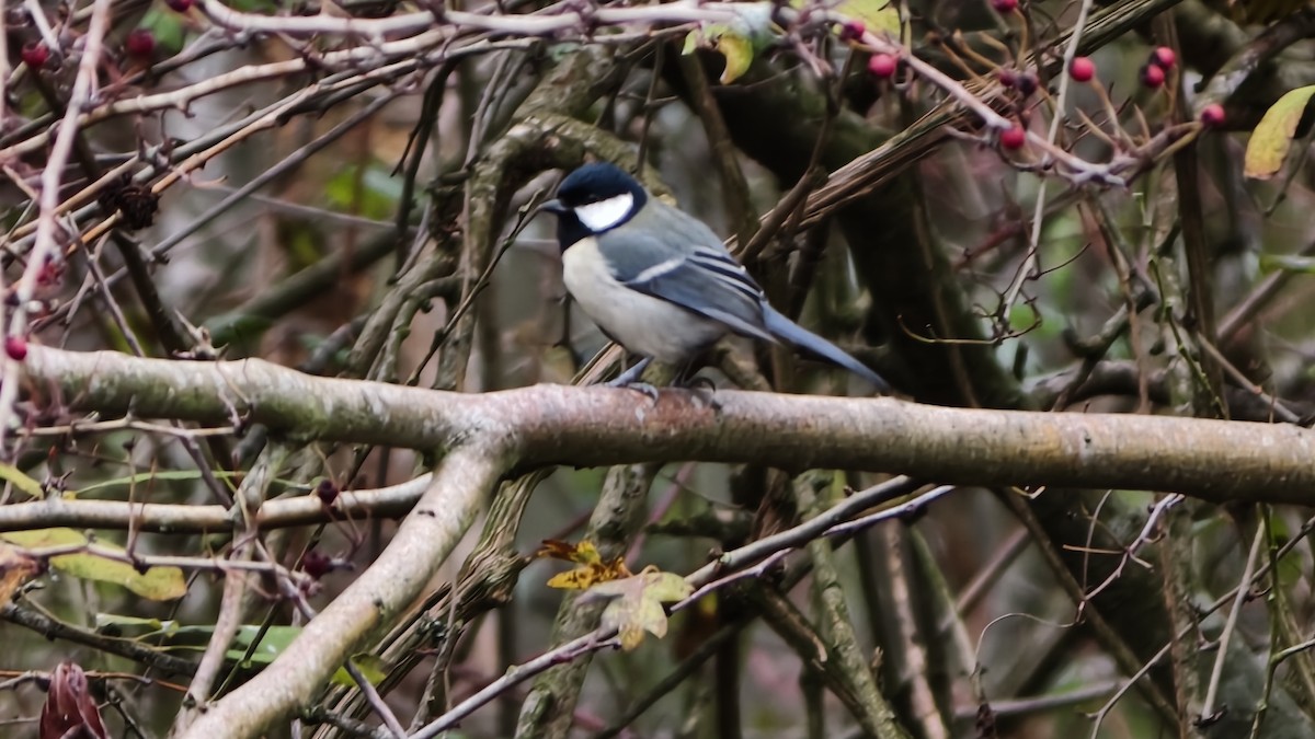 Их хөх бух - ML645956369