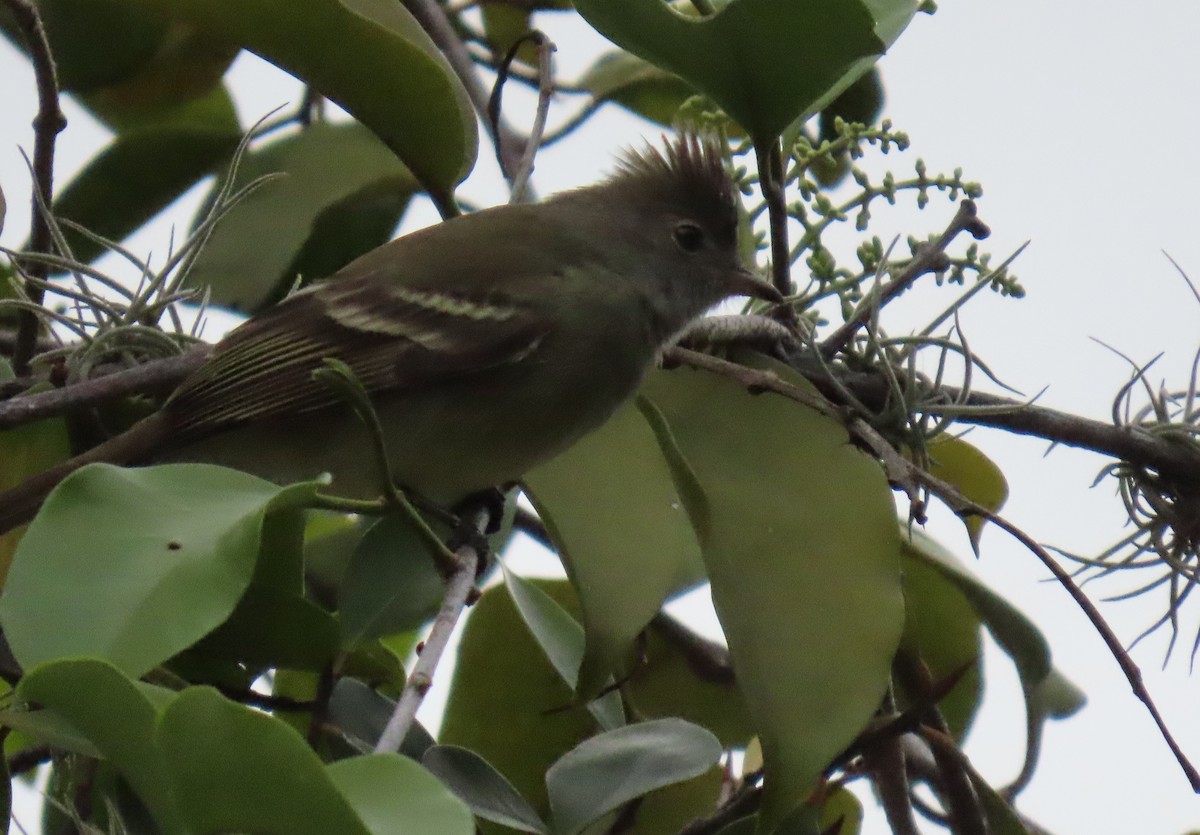 Желтобрюхая эления - ML645956380