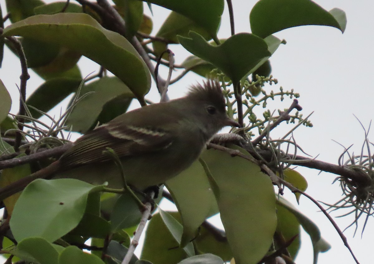 Желтобрюхая эления - ML645956381