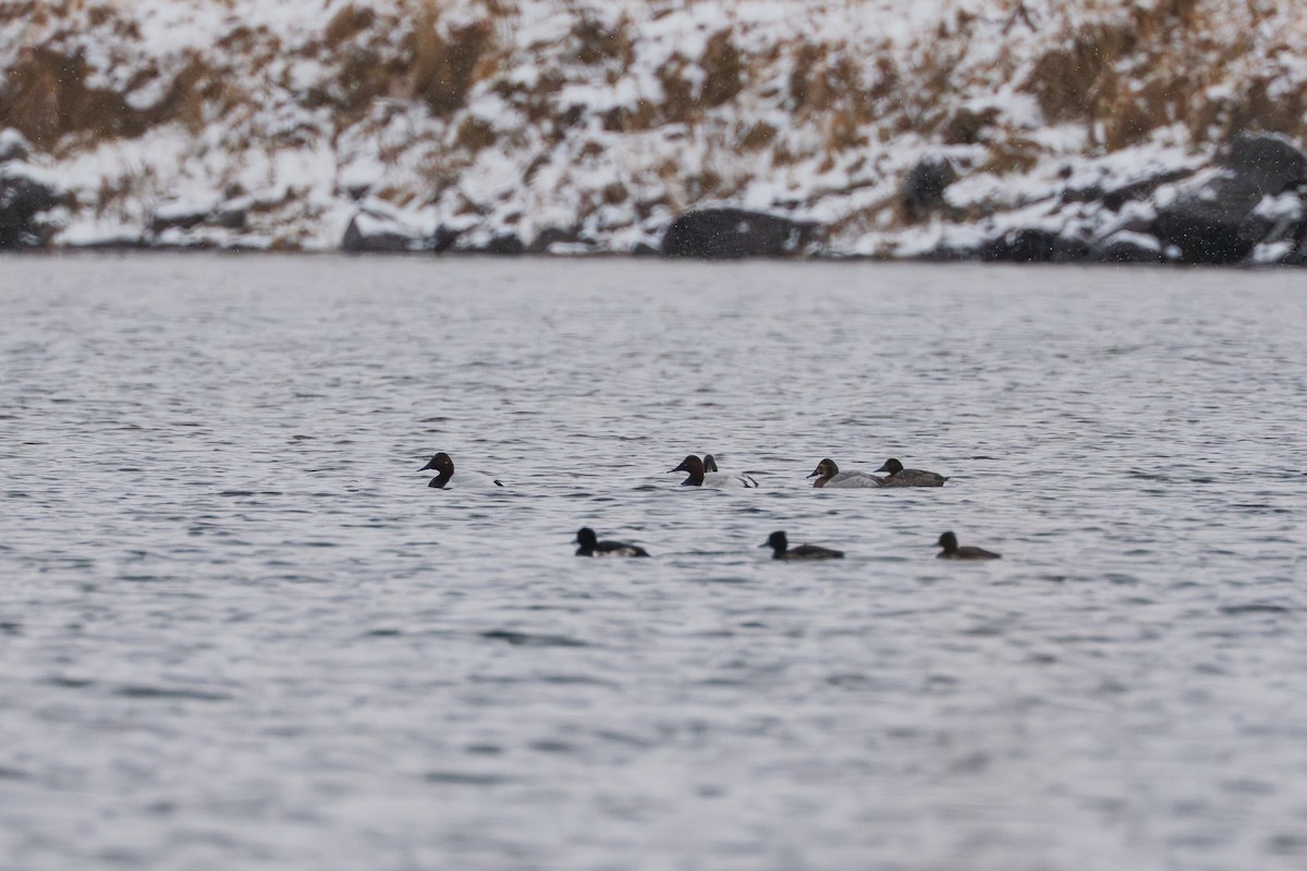 Murgilari bizkarzuria - ML645956391