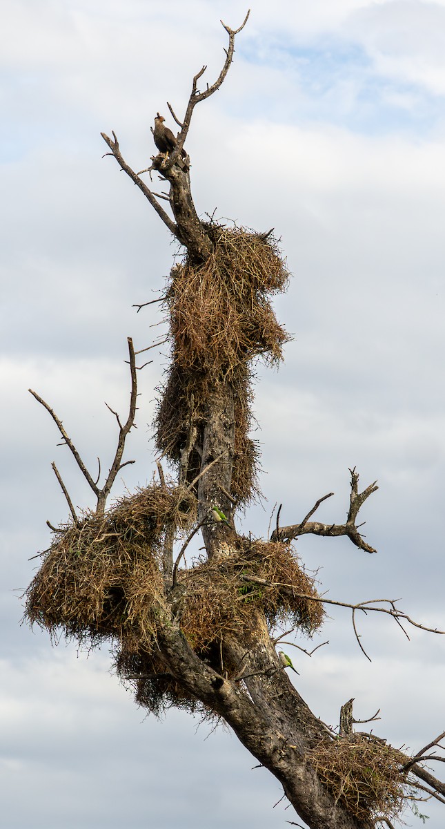 Калита сіроволий - ML645956400