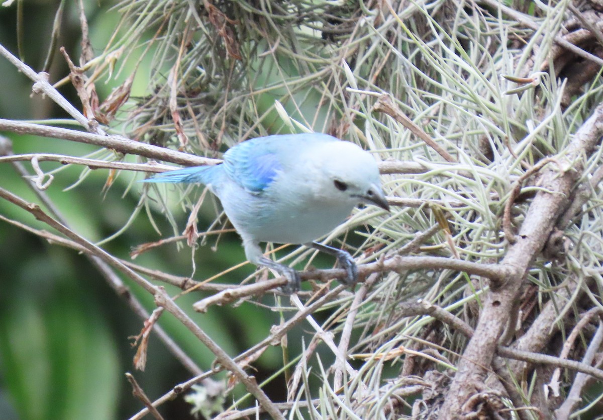 Blue-gray Tanager - ML645956422