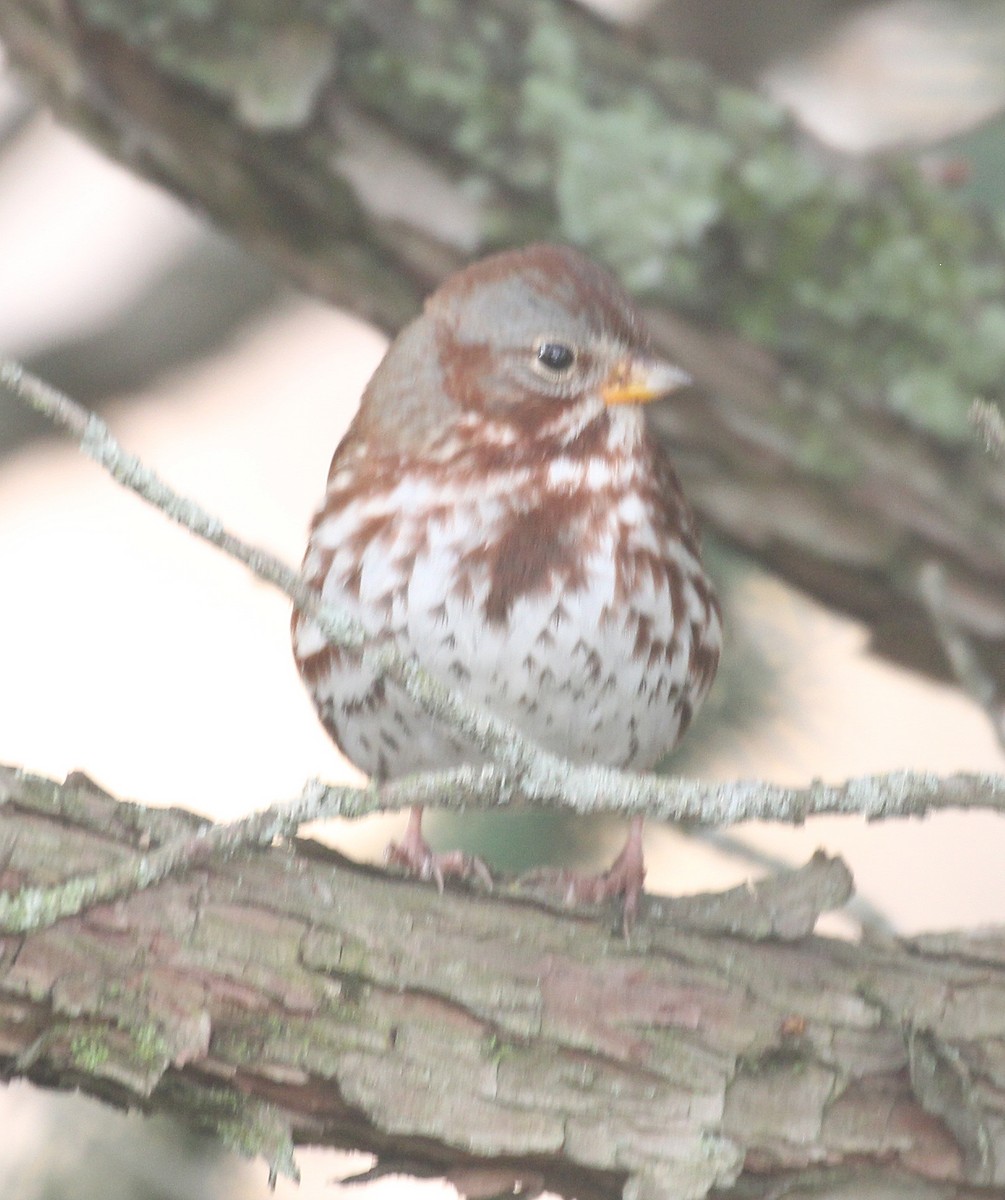 Fuchsammer (iliaca/zaboria) - ML645956443